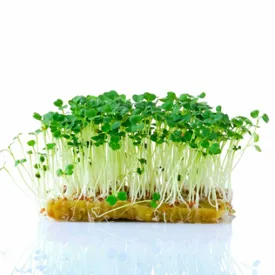 Микрозелень рукколы культурной, 100 г